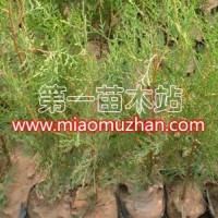 專供側(cè)柏