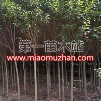 高桿女貞