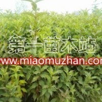 紅王子錦帶