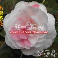 五寶茶花