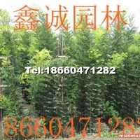 速生國(guó)槐