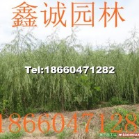柳樹(shù)