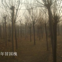 國槐