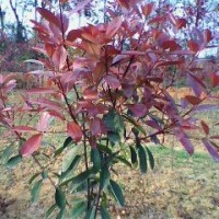 紅葉石楠