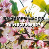 北美海棠