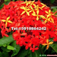 龍船花