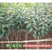 櫻花