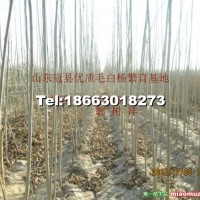毛白楊