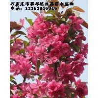 北美海棠-絢麗