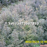 南方紅豆杉