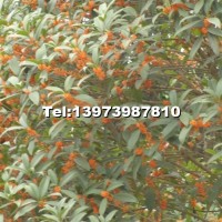 火紅丹桂