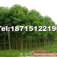 重陽(yáng)木