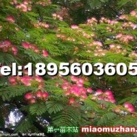 合歡