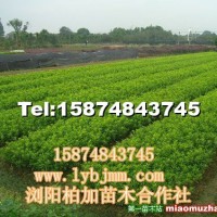 杜鵑
