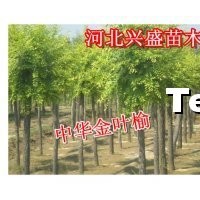 金葉榆