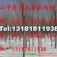 白蠟
