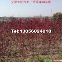 紅葉桃