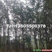 楓楊