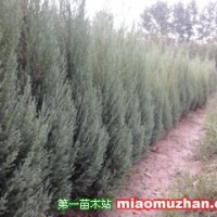 河南檜