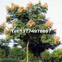 合歡