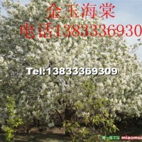 八棱海棠樹