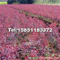 紅葉小檗