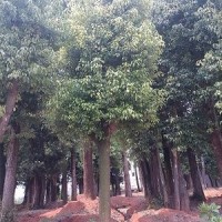香樟