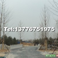 銀杏樹(shù)