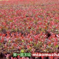 紅葉石楠
