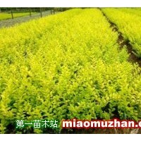金葉榆