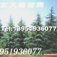雪松