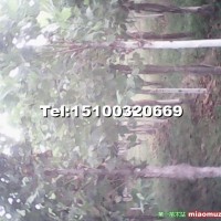 法桐