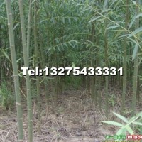 竹柳
