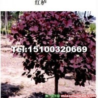 紅櫨