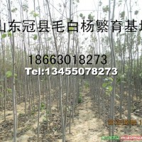 毛白楊