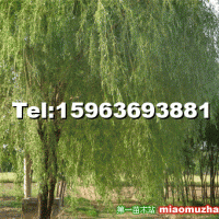 柳樹(shù)