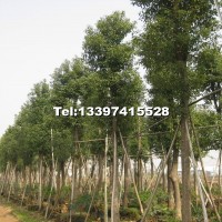 香樟樹