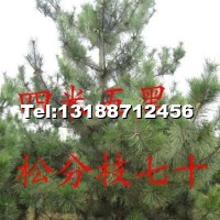 黑松