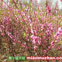 榆葉梅