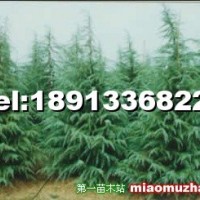雪松