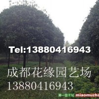 桂花