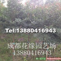 紫薇