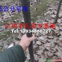 皂角樹