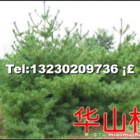 華山松