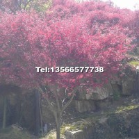 紅楓