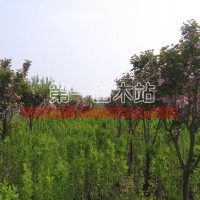 櫻花