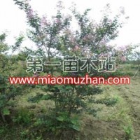 叢生紫薇