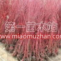 紅瑞木