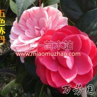五色赤丹