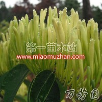 金銀花
